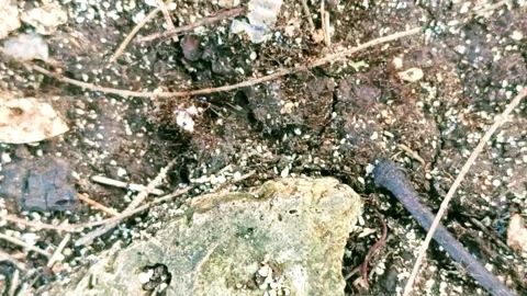 Footage of army ants helping each other to carry food Stock Footage 325150543