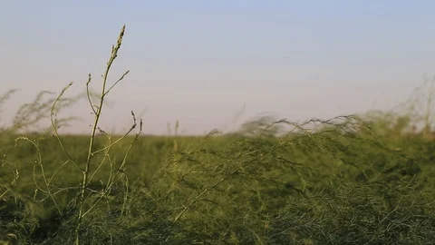 This is the footage of a asparagus Vídeos de archivo 91398968