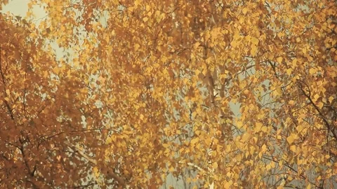 Footage of autumn tree background Stock Footage 163211316