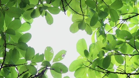 Footage backlit tree leaves white background. Stock Footage 105014314