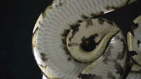 Footage of ball phytons, camera rushed down Video stock 112633615
