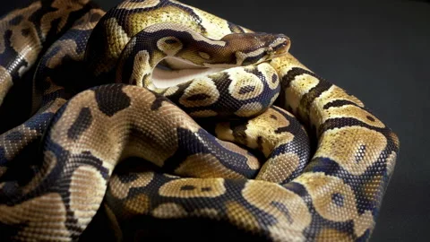 Footage of ball python in black background 스톡 동영상 111784105