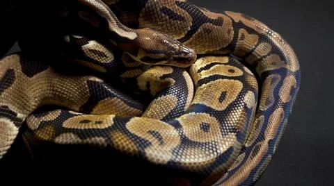 Footage of ball python on black background Stock Photos