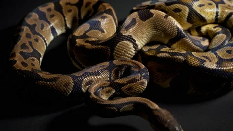 Footage of ball python in black Stock-Footage 118046708