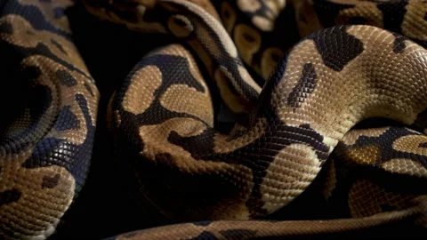 Footage of ball python on black material 스톡 동영상 111829195