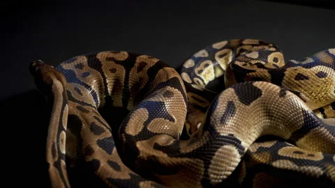 Footage of ball python on black table 스톡 동영상 111784563