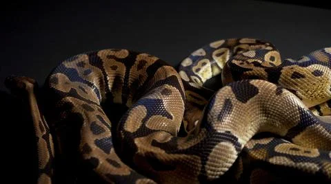 Footage of ball python on black table Stock Photos