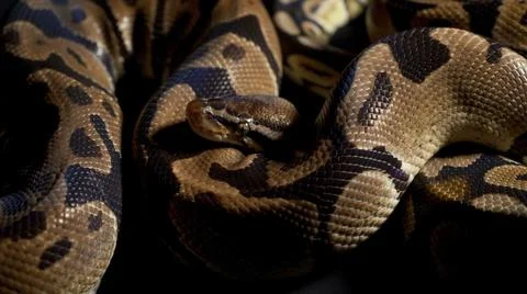 Footage of ball python on black texture Foto stock