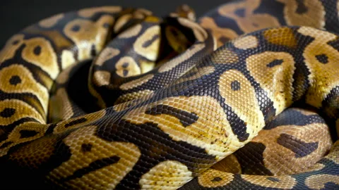 Footage of ball python on dark background Video stock 117544149