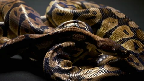 Footage of ball python in dark background 動画素材 118046324