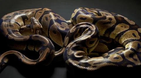 Footage of ball python in dark background Stock-Fotos