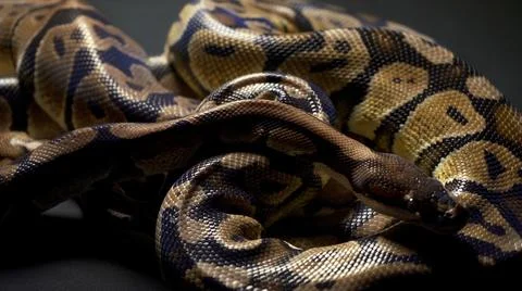 Footage of ball python in dark background Stock-Fotos