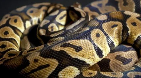 Footage of ball python on dark background Stock Photos