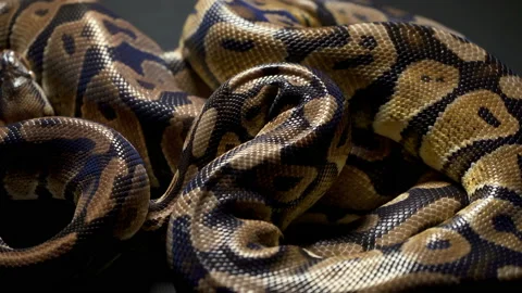 Footage of ball python on dark Stock Footage 111828450