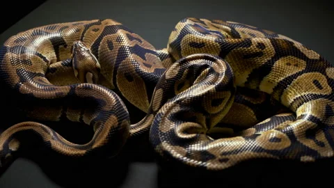 Footage of ball python in dark 스톡 동영상 117330790