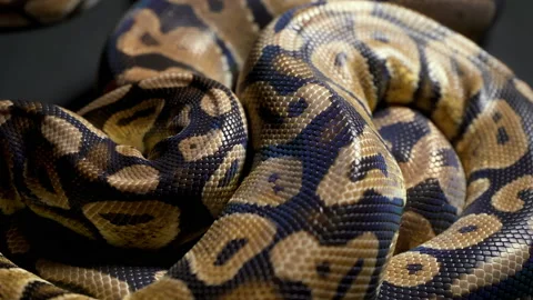 Footage of ball python on dark material Stock Footage 111784088