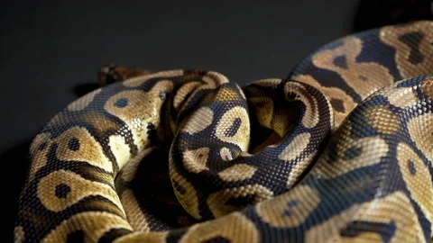 Footage of ball python on dark table Video stock 111827537
