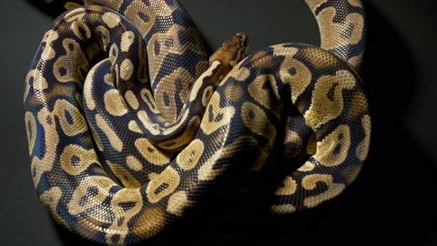 Footage of ball royal python on black background Stock-Footage 111783353