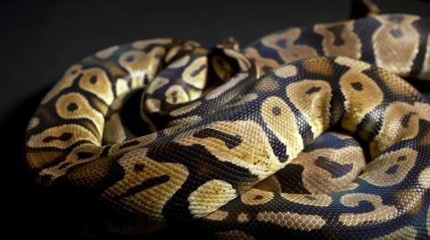 Footage of ball royal python on black material Stock-Fotos