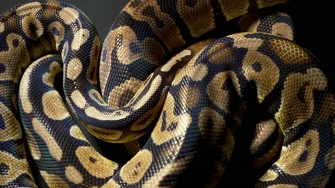 Footage of ball royal python in dark Stock-Footage 111783625