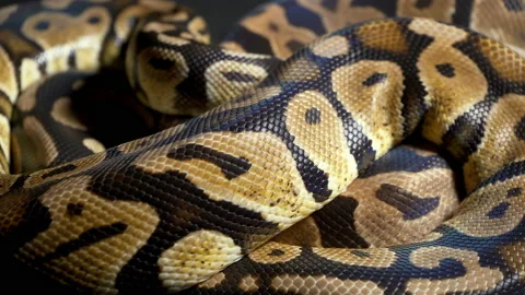 Footage of ball royal python on dark texture Stock-Footage 111827518