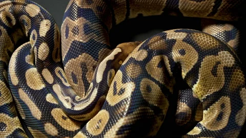 Footage of ball royal python on dark Stock-Footage 117161711