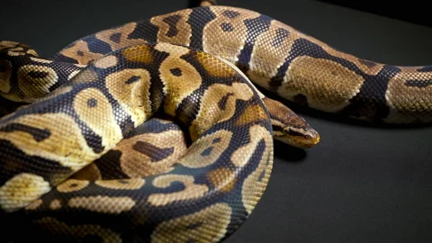 Footage of ball royal python on dark material Stock-Footage 117162084