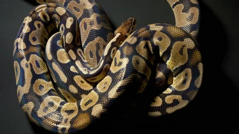Footage of ball royal python on dark background Stock-Footage 117330339
