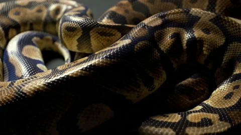 Footage of ball royal python on dark table Stock-Footage 117543031