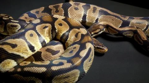 Footage of ball royal python on dark material Foto stock
