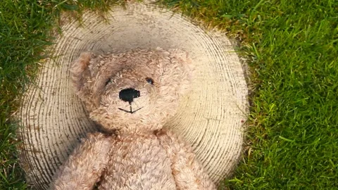 Footage of bear leaf stub grass background Stock Footage 135812079