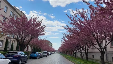 Footage of a beautiful moving spring road streets of Mukachevo during cherry Stock Footage 239190861