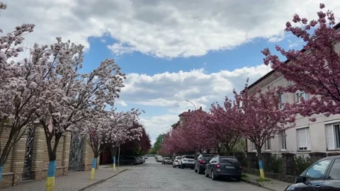 Footage of a beautiful moving spring road streets of Mukachevo during cherry Stock Footage 239190873