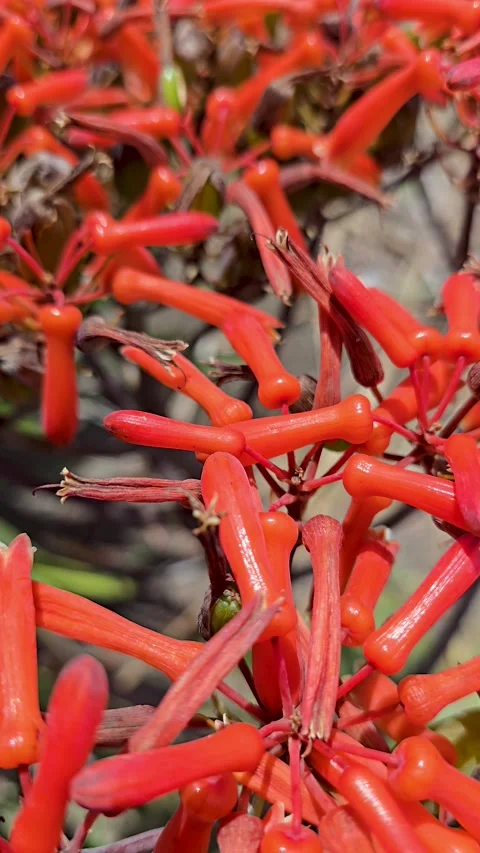 Footage of a beautiful red Firecracker plant flowers at Serra Cross Park in.. Stock Footage 307347733
