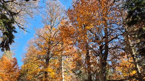Footage of beech trees in autumn with yellow  Leaves Stock Footage 320239809