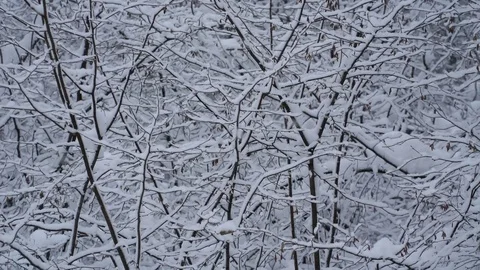Footage big snowflakes falling in a forest. 4K Stock Footage 71292437