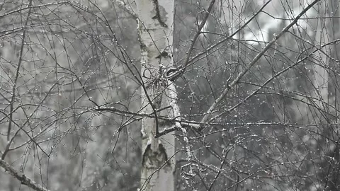 Footage of birch tree snow Stock Footage 150804003