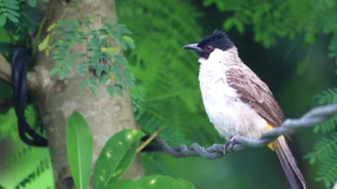 Footage of birds perched on cables Video stock 286998619