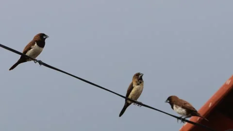 Footage of birds perched on cables Video stock 286999715