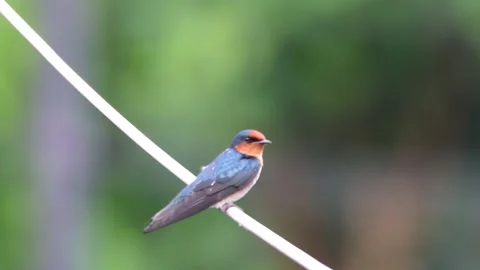 Footage of birds perched on cables Video stock 287002150