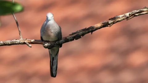 Footage of birds perched on tree branches Stock Footage 286995336