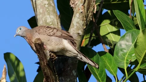 Footage of birds perched on tree branches Stock-Footage 286996285