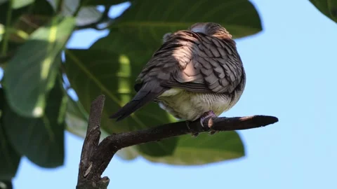 Footage of birds perched on tree branches Stock-Footage 286996714