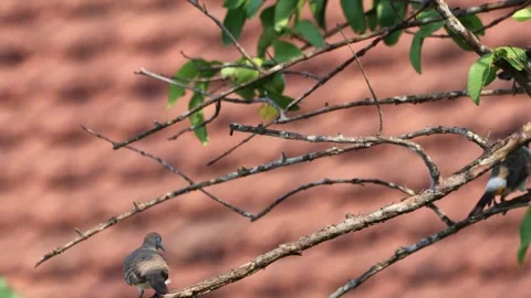 Footage of birds perched on tree branches Stock Footage 287002091