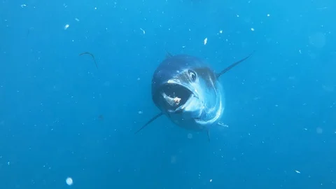Footage of Bluefin Tuna fish eating on the surface and underwater. Slow motion. Stock Footage