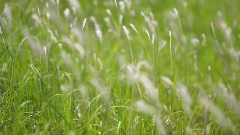 Footage Blurred Grass Background Motion zoom in and focus point. Stock Footage 72759179