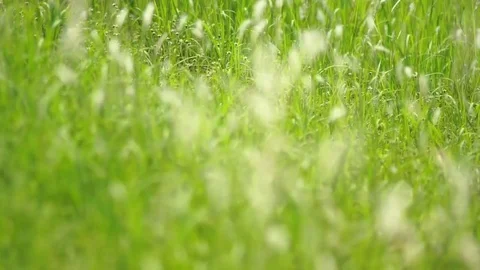 Footage Blurred Grass Background Motion zoom in and focus point Stock Footage 72759362