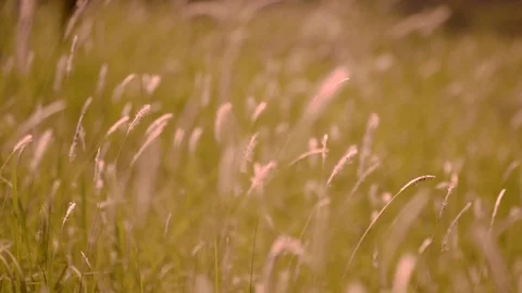Footage Blurred Grass Background Motion zoom in and focus point. Stock Footage 72759645