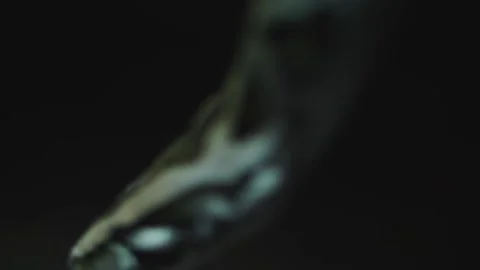 Footage of boa constrictor crawls close-up Stock Footage 171057340