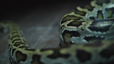 Footage of boa constrictor crawls close-up Stock Footage 171057667